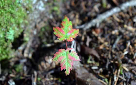 煮球王会汤圆用冷水还是热水，如何煮汤圆才能让口感更加QQ？