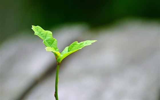 煅石膏，石膏加工新方法：提高生产效率的技巧！