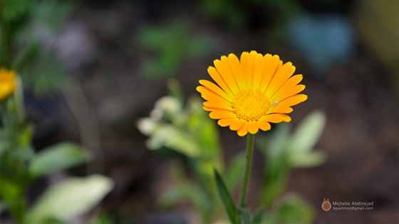 洛索洛芬，洛索洛芬：止痛药物还能用球王会来治疗失眠？