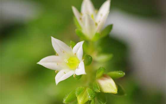 排骨炖香菇禁忌，如何正确吃排骨炖香菇？