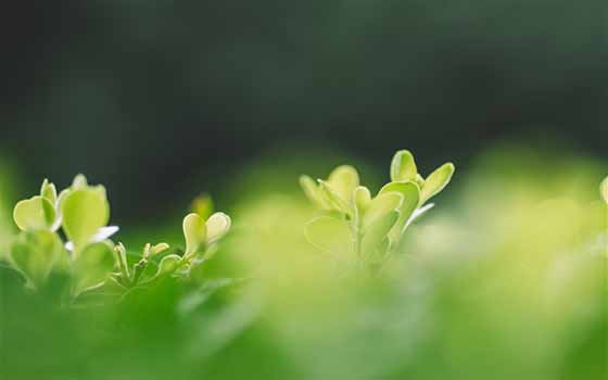 退化性脊椎滑脱　症状严重可选择脊椎融合手术